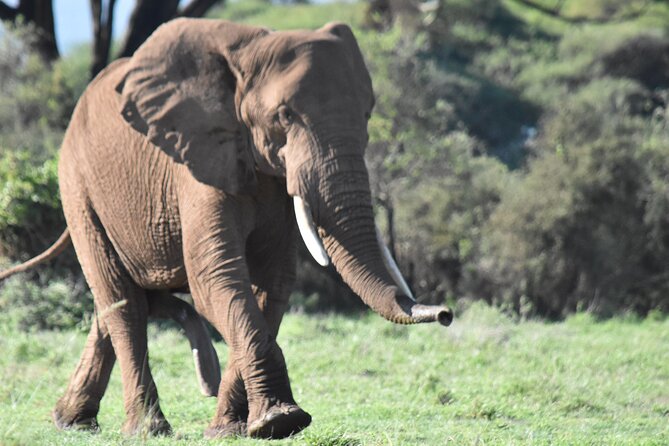 3 Days Gamedrive Safari In Masai Mara From Nairobi - Evening options on Day 2: the Maasai village walking safari