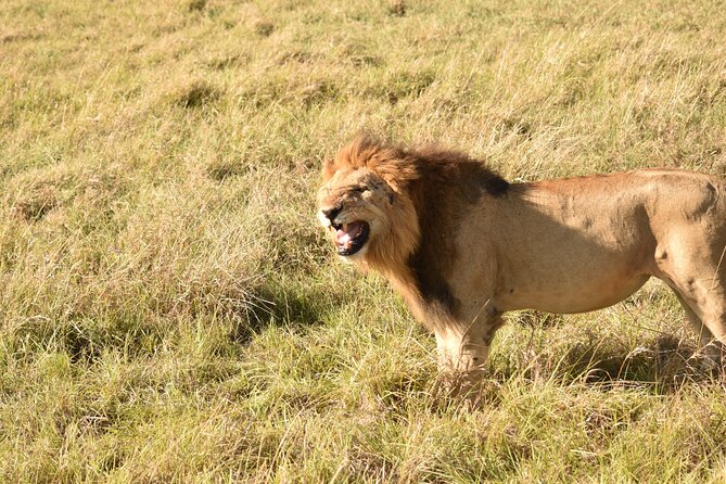 3 Days Gamedrive Safari In Masai Mara From Nairobi - Day 3: sunrise game drive until 8:30am, then back to Nairobi