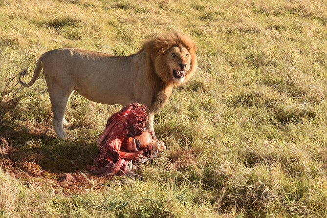 3 Days Gamedrive Safari In Masai Mara From Nairobi - Guides, spotting power, and why small groups matter