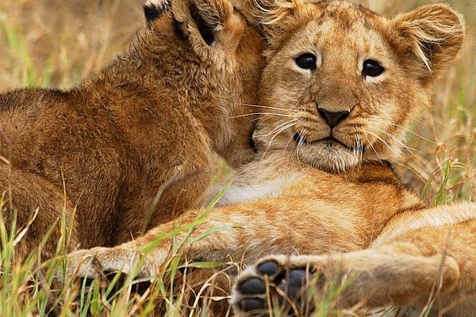 3 days group joining safari to Maasai Mara with a Land Cruiser Jeep - Maasai Mara by Land Cruiser Jeep, and Why Three Days Works