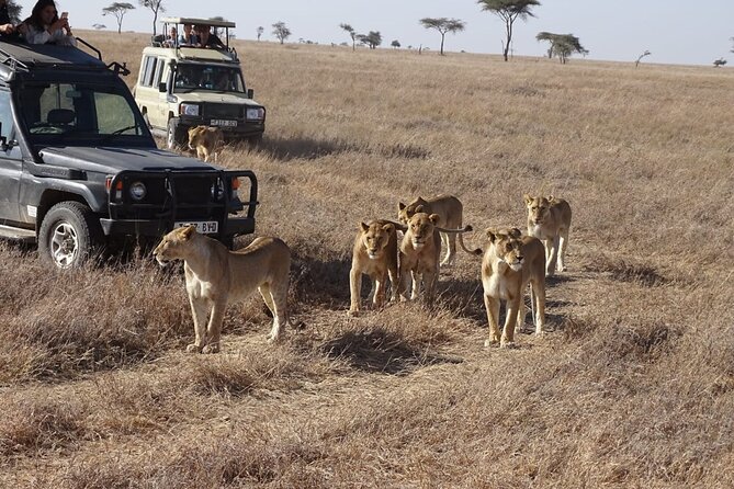 3 days group joining safari to Maasai Mara with a Land Cruiser Jeep - Day 3: Morning Game, Ololaimutiek Stop, and the Optional Maasai Village Visit