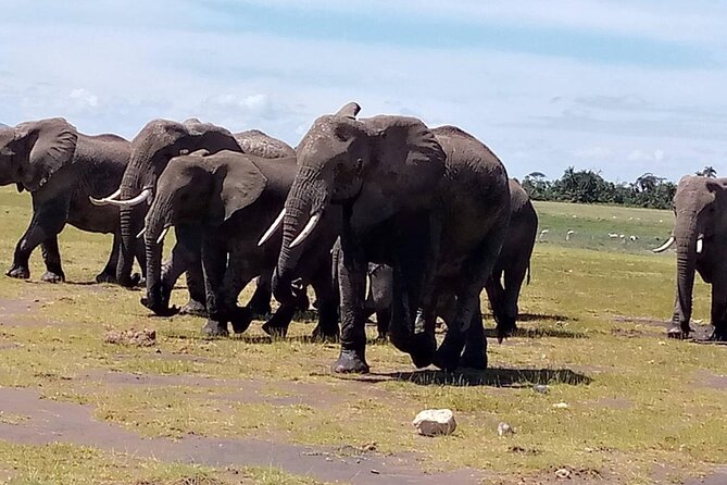 3 days group joining safari to Masai Mara with a Land CruiserJeep - Day 3 return drive to Nairobi plus optional Maasai village visit