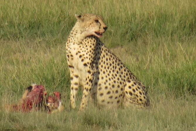 3 days group joining safari to Masai Mara with a Land CruiserJeep - What the Big Five promise really means in a 3-day run