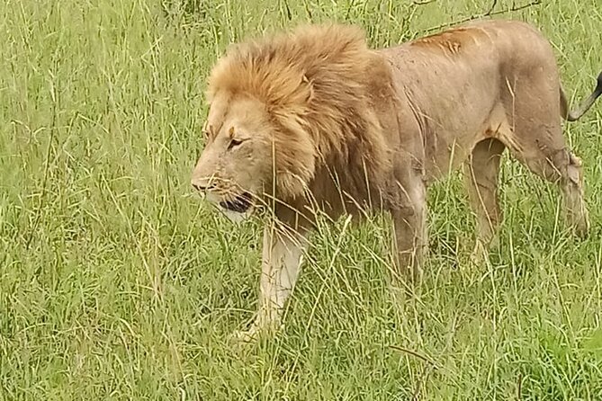 3 days group joining safari to Masai Mara with a Land CruiserJeep - Price and value: $217 per person for 3 days, meals, and two nights