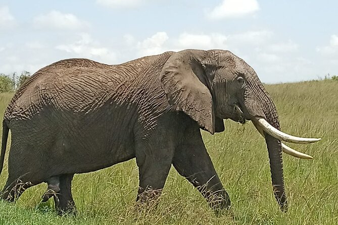 3 days group joining safari to Masai Mara with a Land CruiserJeep - Day 2 early breakfast, full-day game viewing, Mara River hippos and picnic lunch
