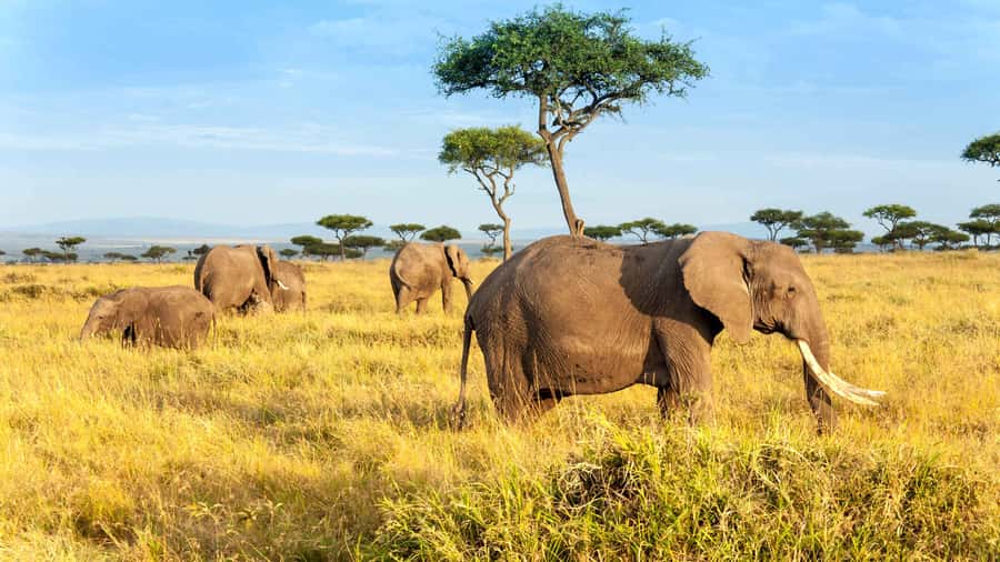 3 days group safari to maasai mara with a 4x4 landcruiser - Day 1 Sunset Game Drive: When the Mara Wakes Up