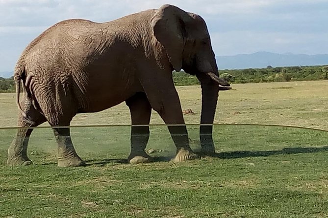 3 Days Maasai Mara Budget Group Safari - Full day in the reserve: the hippo pool picnic and serious viewing time
