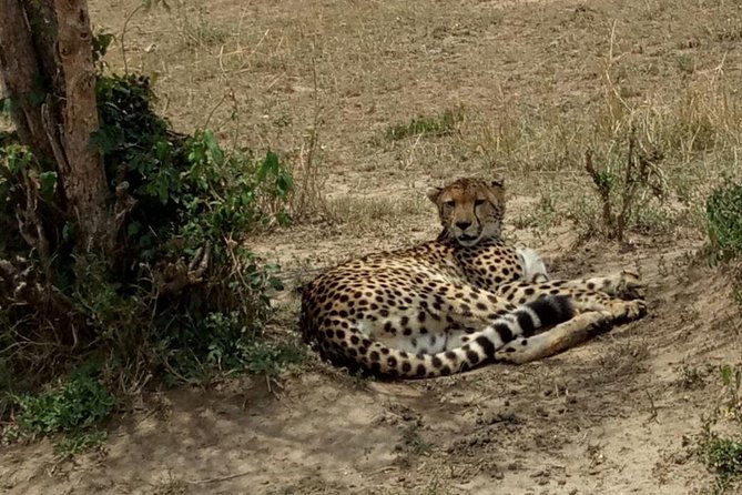 3 Days Maasai Mara Budget Group Safari - Early pre-breakfast game drive, then back to Nairobi