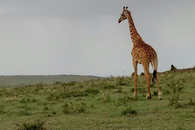 3 Days Maasai Mara Budget Group Safari - Group size, comfort, and why the van setup matters
