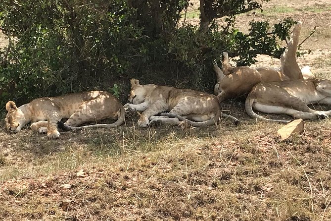 3 Days Maasai Mara Budget Group Safari - First game drive day: settling into the Mara with big energy