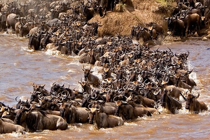 3-Days Maasai Mara Camping Safari on 4x4 Land Cruiser Jeep - Day 2: Full-Day Big Five Hunting, Picnic Lunches, and Maasai Culture