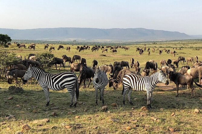 3-Days Maasai Mara Camping Safari on 4x4 Land Cruiser Jeep - How the Guides Make the Difference in the Mara
