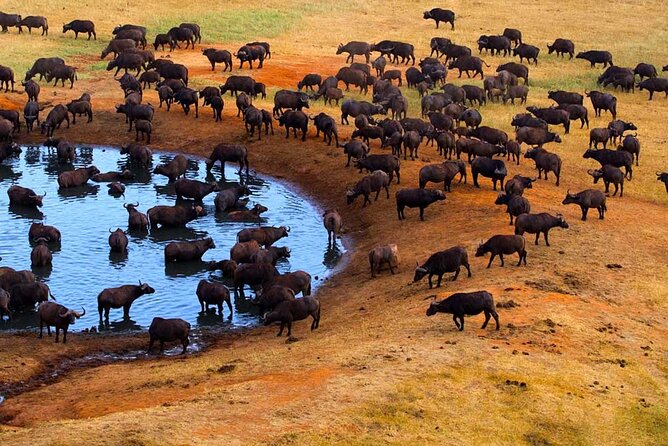 3-Days Maasai Mara Camping Safari on 4x4 Land Cruiser Jeep - Day 1: Rift Valley View, Narok Lunch, and Your First Mara Game Drive
