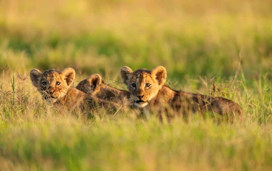 3 Days Maasai Mara Group Safari using a 4x4 Landcruiser - Key highlights worth knowing