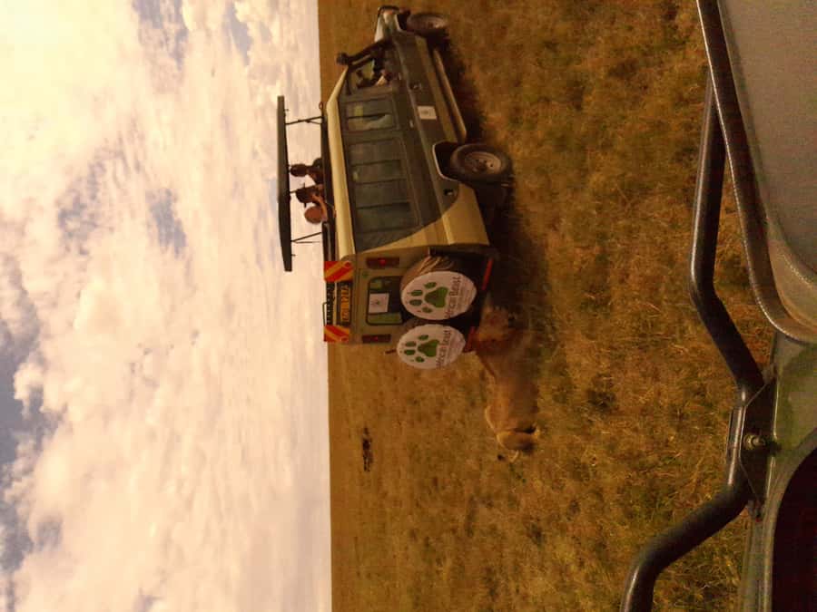 3 Days Maasai Mara Group Safari using a 4x4 Landcruiser - Maasai Mara, 3 Days, in a 4x4: the real value of this setup