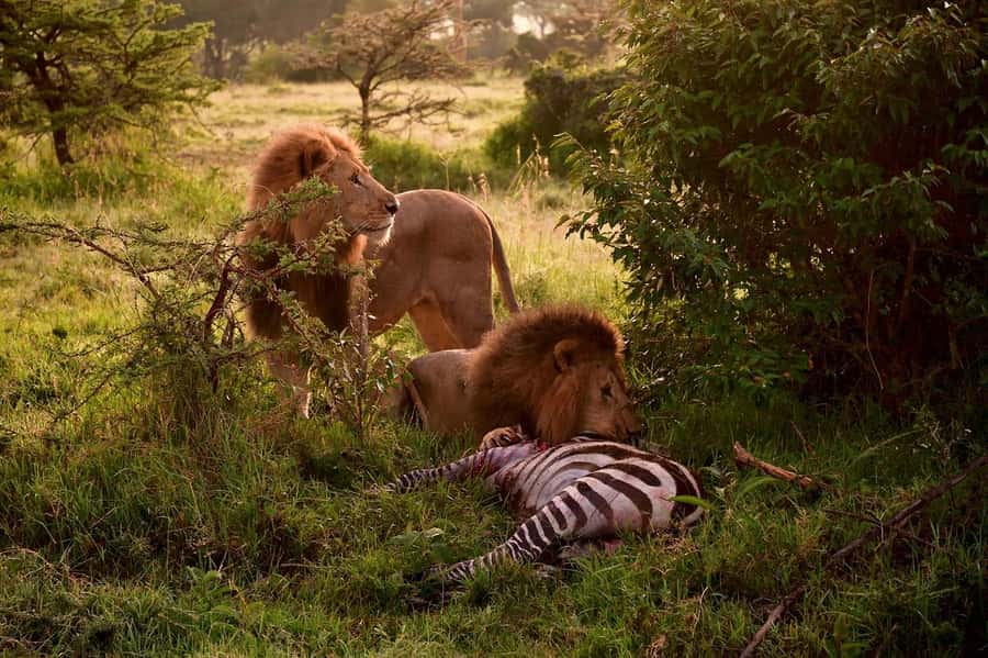 3 Days Maasai Mara Group Safari using a 4x4 Landcruiser - Picnicking with croton shade: a small break that keeps you sharp