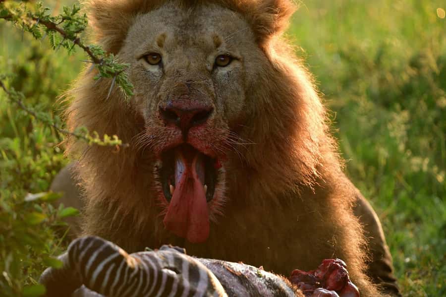 3 Days Maasai Mara Group Safari using a 4x4 Landcruiser - Your tented camp at night: ensuite comfort, plus the budget reality