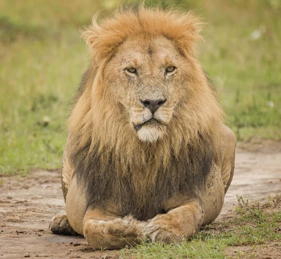 3 Days Maasai Mara Group Safari using a 4x4 Landcruiser - What you should budget: $230 base price versus park entrance reality