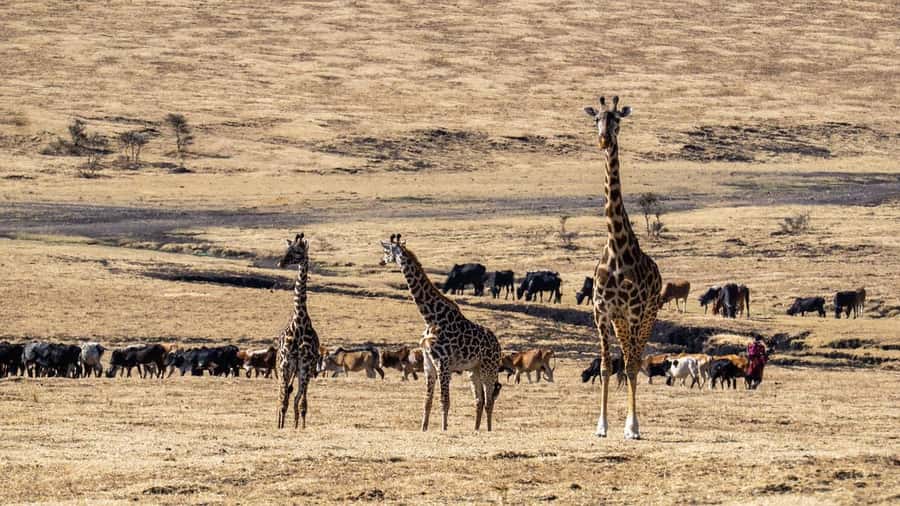 3 Days Maasai Mara Group Safari using a 4x4 Landcruiser - When you can expect the best wildlife odds (and when to reset expectations)