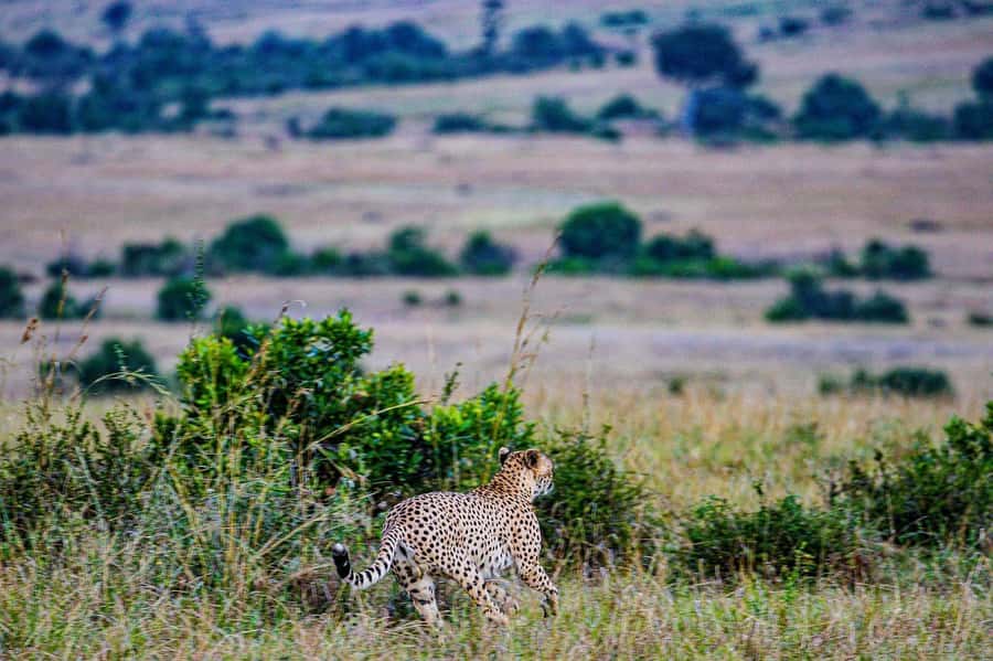 3 Days Maasai Mara Group Safari using a 4x4 Landcruiser - What to pack, and how to make the drive more comfortable