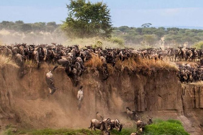 3 Days Maasai Mara Guided Safari from Nairobi - Maasai Mara in 3 days: what you are really buying for $196