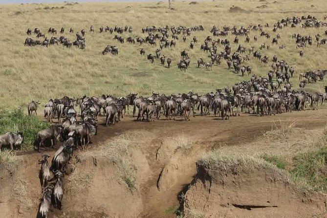3 Days Maasai Mara Guided Safari from Nairobi - Day 2: Mara River time, Big Five searching, and the cats you came for