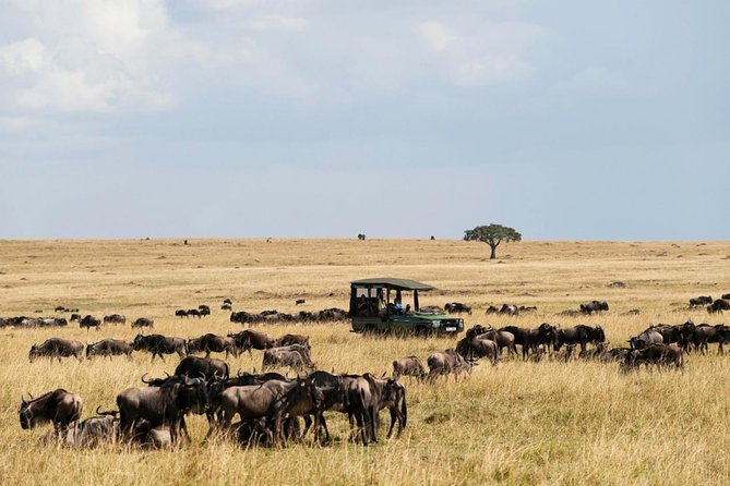 3 Days Maasai Mara Guided Safari from Nairobi - Day 3: early breakfast, Maasai village visit, then back to Nairobi