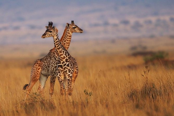 3 Days Maasai Mara Guided Safari from Nairobi - Day 1 in the Mara: lunch on arrival, then sunset game drive