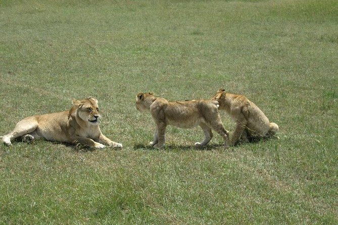 3 Days Maasai Mara Luxury Camping - First night at camp, your first evening game drive