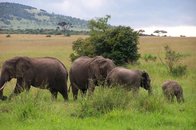 3 Days Maasai Mara Luxury Camping - Masai village cultural entertainment: how to make it meaningful