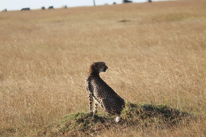 3 Days Maasai Mara Luxury Camping - Luxury camp reality check: Kichwa Tembo and Camp Elengata Olerai