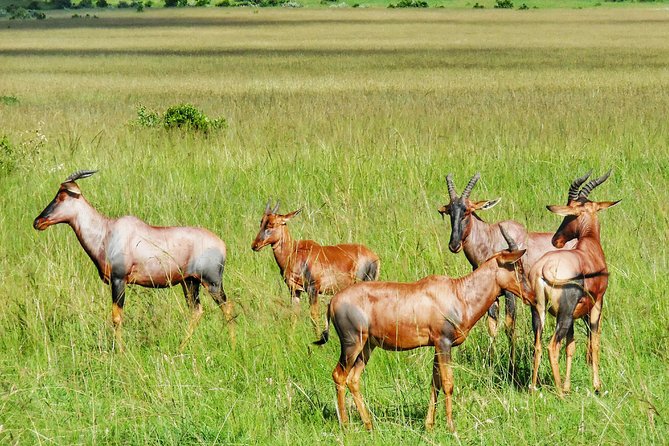 3 Days Maasai Mara Luxury Camping - Big Five chances, and how to set your expectations