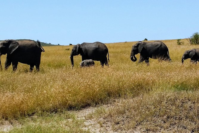3 Days Maasai Mara Luxury Camping - Nairobi pickup to the road into the Maasai Mara