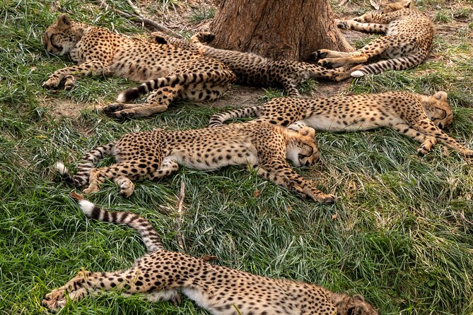 3 days maasai mara migration safari - Day 1: Nairobi pickup, Rift Valley viewpoints, and your first game drive