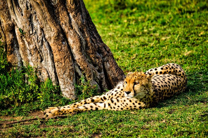 3 days maasai mara migration safari - Day 2 in the Mara: full day game viewing with the hippo pool as your mid-day anchor