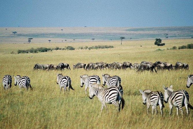 3 days Maasai Mara private Lodge safari at Keekorok from Nairobi - Day 3 Early Breakfast, Checkout, and the 7-Hour Return Drive