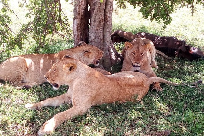 3 days Maasai Mara safari from Nairobi - Key highlights worth clocking before you go