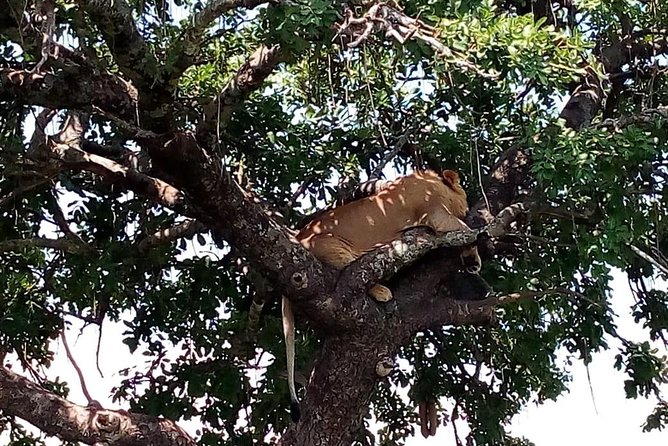 3 days Maasai Mara safari from Nairobi - Day 3: Breakfast, exit-game drive, and drop-off to your hotel or Nairobi airport