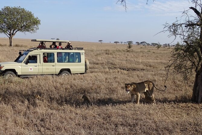 3 Days Maasai Mara Small Group Safari in a 4 x4 Land Cruiser Jeep - The full Big Five day: early breakfast, long drive, picnic lunches