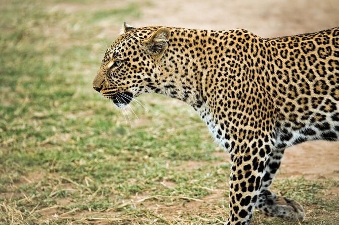 3 Days Maasai Mara Small Group Safari in a 4 x4 Land Cruiser Jeep - Mara River wildlife and what it signals for your sightings