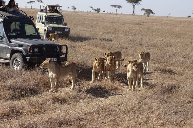3 Days Maasai Mara Small Group Safari in a 4 x4 Land Cruiser Jeep - Price and logistics: where $220 is strong value, and where extra costs show up