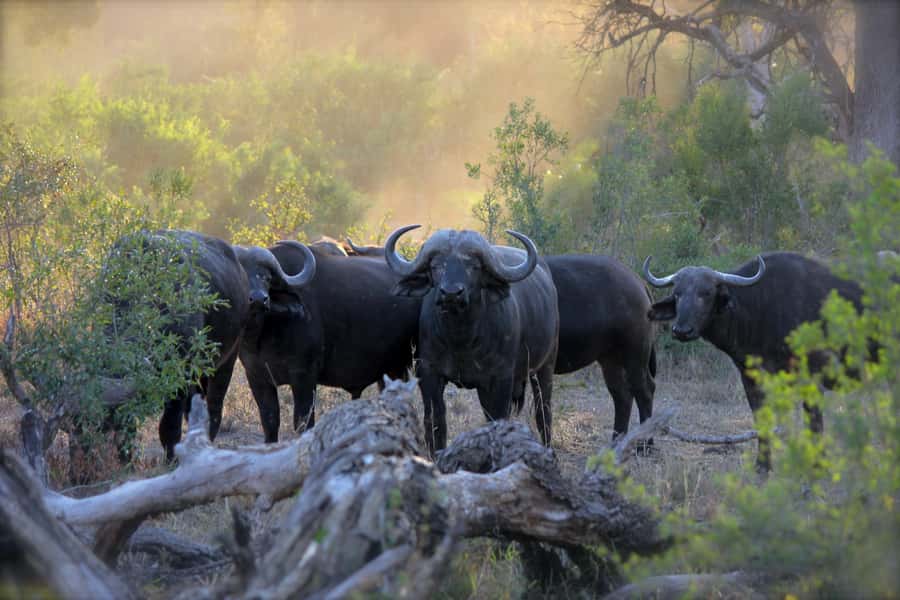 3 Days Maasai Mara Small Group Safari- Jambo Mara Lodge - The small-group 4x4 Land Cruiser with pop-up roof: how it affects your sightings