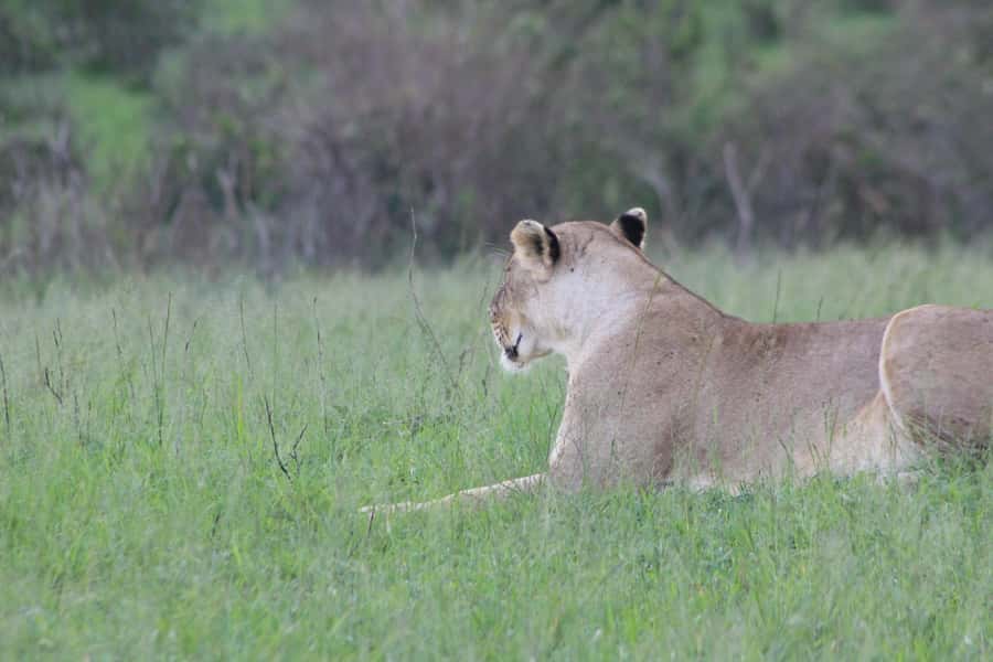 3 Days Maasai Mara Small Group Safari- Jambo Mara Lodge - Who should book this Maasai Mara safari, and who might rethink it