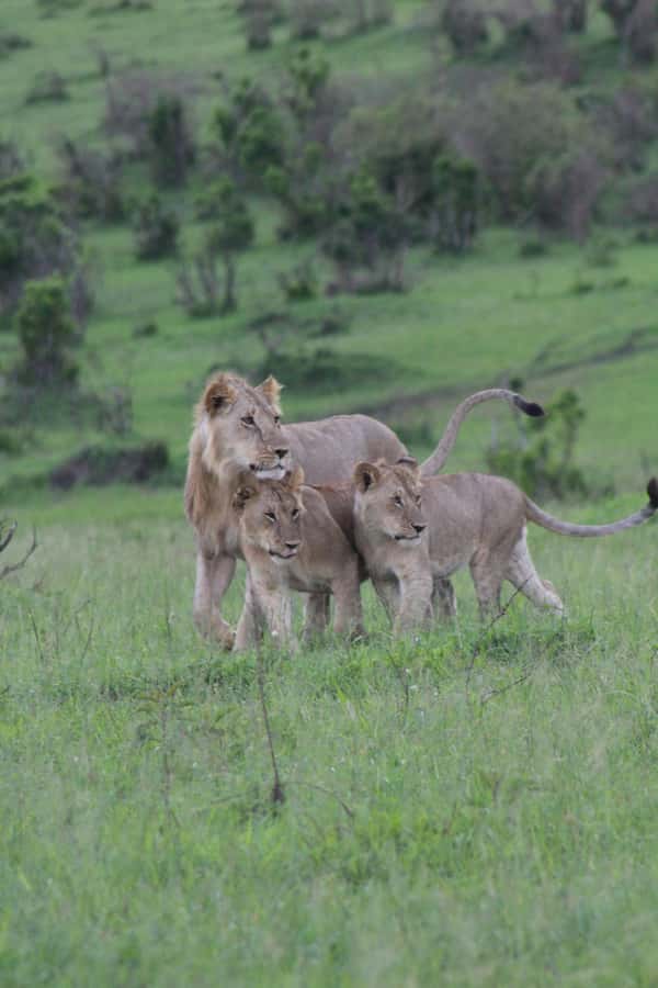 3 Days Maasai Mara Small Group Safari- Jambo Mara Lodge - Day 1 Nairobi to Maasai Mara, with a Rift Valley viewpoint and sunset driving