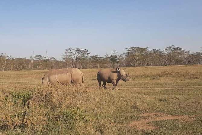 3-Days Maasai Mara unforgettable Adventure- Jeep Private Safari - Evening drives: what to expect when light gets low