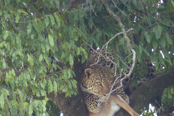3 Days Magical Maasai Mara Private Tour - Getting From Nairobi to the Mara: The Escarpment Stop Is More Than a Photo Break