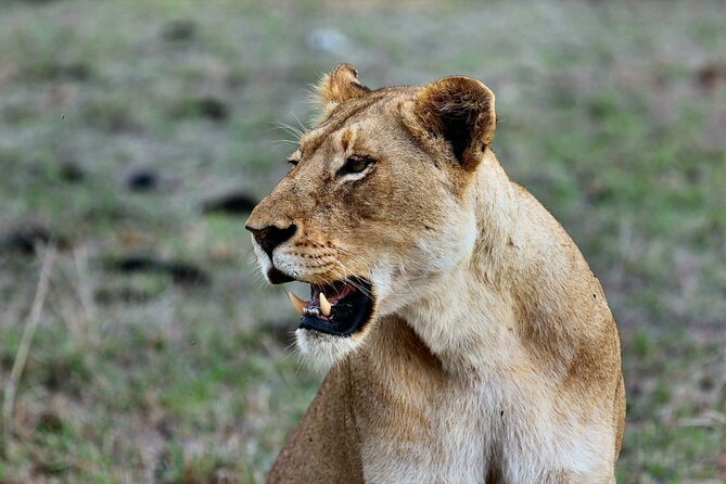 3 Days Mara Jambo Shared Safari Adventure - Key highlights you should care about