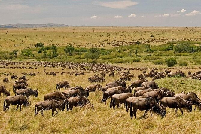 3 Days Mara Jambo Shared Safari Adventure - Nairobi to the Great Rift Valley viewpoint, then into the Mara