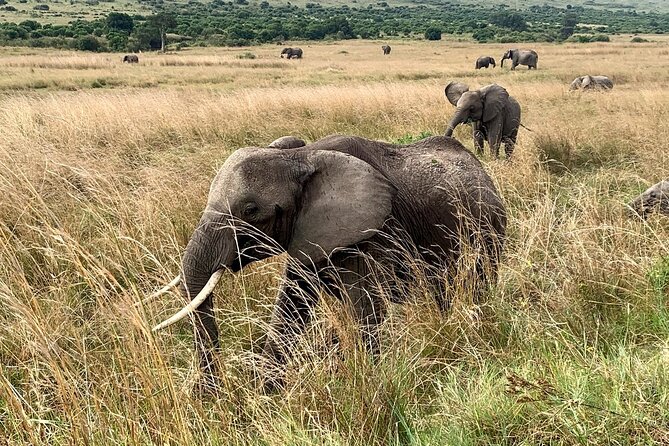 3 Days Mara Jambo Shared Safari Adventure - Day 3: Nairobi drop-off, optional Maasai village visit, and how to plan your evening