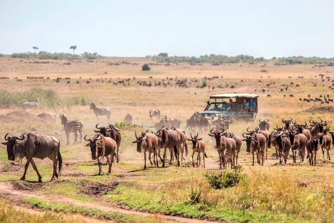 3 Days Mara Jambo Shared Safari Adventure - Tips to make your safari days feel effortless (not exhausting)